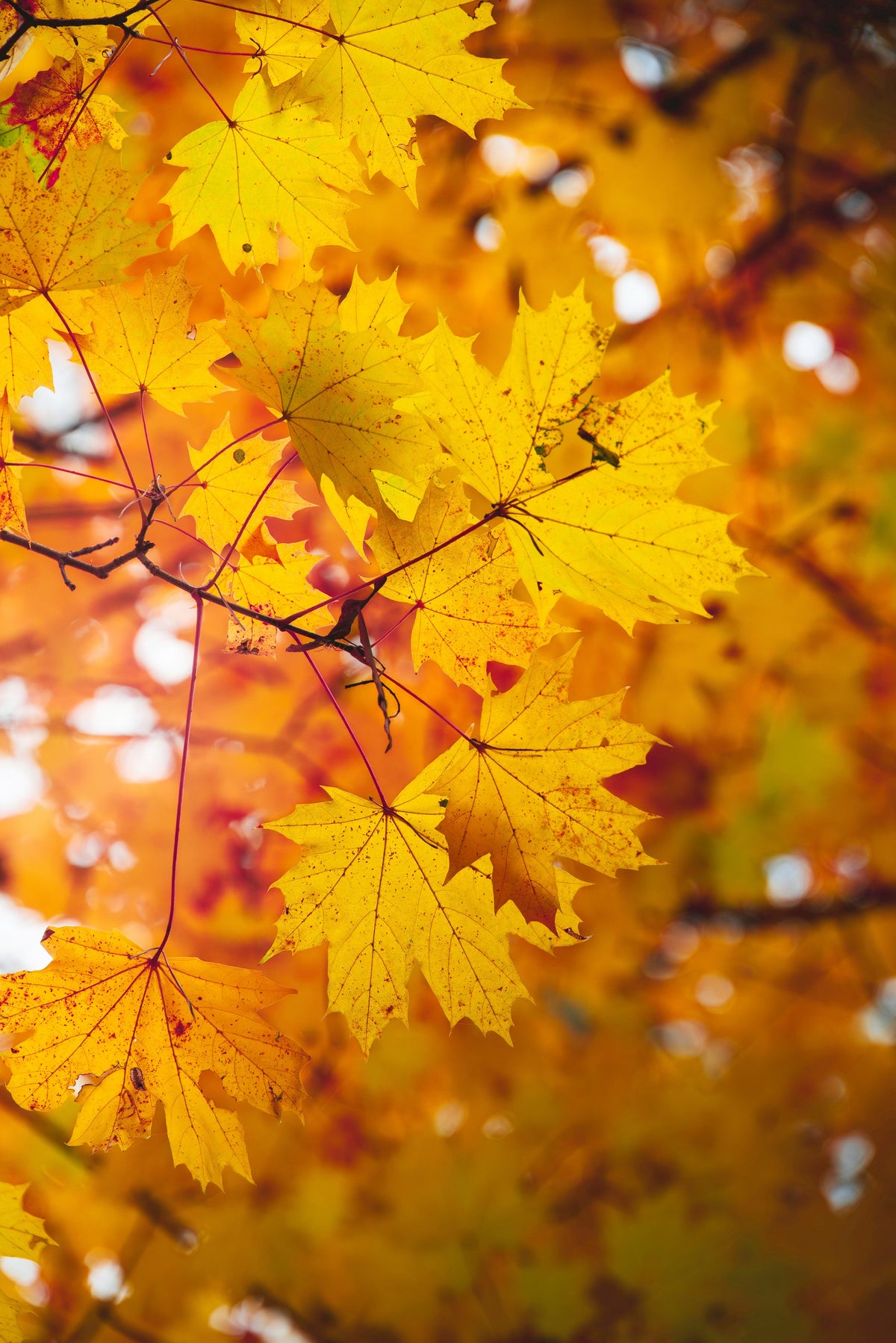 Fall Essentials